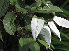 Actinidia tetramera maloides - Flickr - peganum (1).jpg