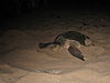 A sea turtle nesting at the beach in Ada