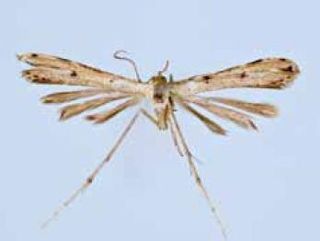 <i>Adaina perplexus</i> Species of plume moth