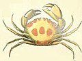 Adolphe Millot crustaces-fig4-Spotted crab.jpg