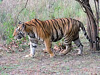 Adult male Royal Bengal tiger.jpg