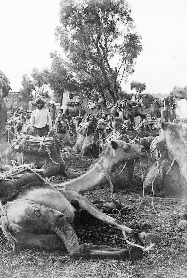 Afghans with resting camels, c.1891