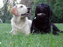 yellow and chocolate lab