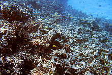 Collapsed coral skeletons after A. planci predation and storm After Crown-of-thorns predation and storm.JPG