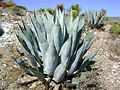 Thumbnail for Agave scabra