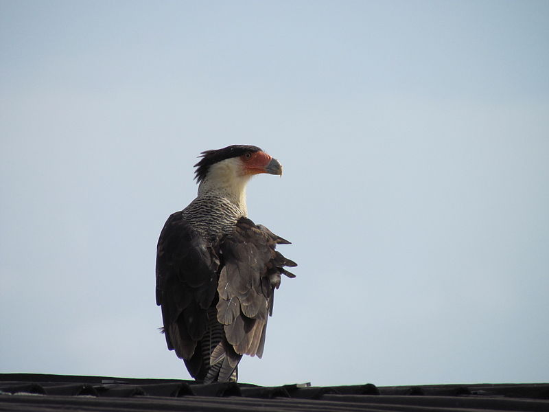 File:Aguila Caricari Margariteño.jpg