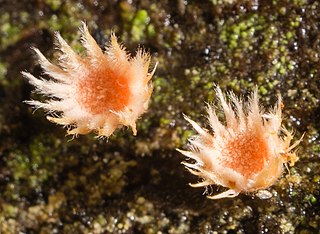 <i>Aleurodiscus grantii</i> Species of fungus