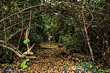 Allée verte pour des circuits écotouristiques dans la forêts de la Lama dans la commune de Zogbodomey au Bénin.jpg