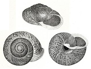 <i>Allogona</i> Genus of gastropods
