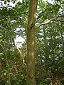 Grey Alder (Alnus incana) bark, near the Laacher See, Germany