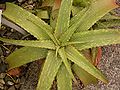 Aloe grandidentata