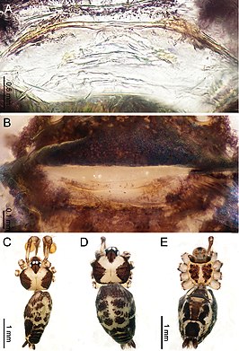 Althepus yizhuang