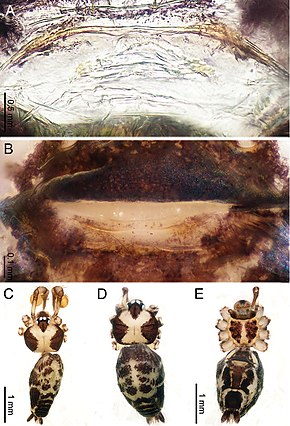 Descrição da imagem Althepus yizhuang (10.3897-zookeys.776.24432) Figura 19.jpg.