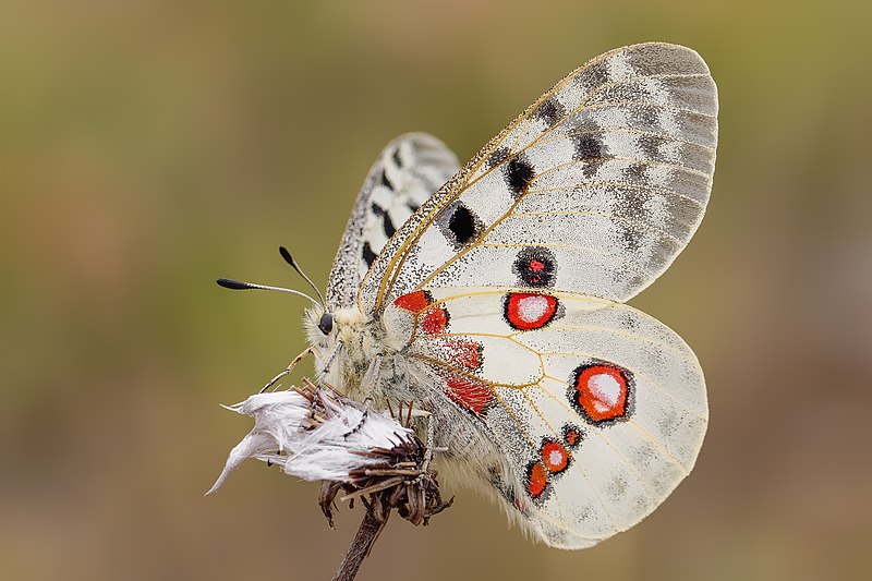 File:Altmühltal Apollofalter.jpg