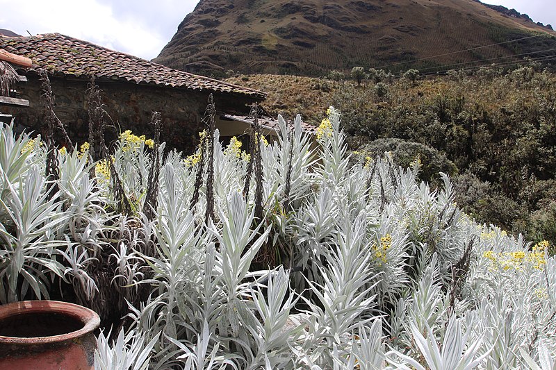 File:Ama la Vida - Flickr - AR PN ANDES CUENCA EL CAJAS 059 (14661969482).jpg