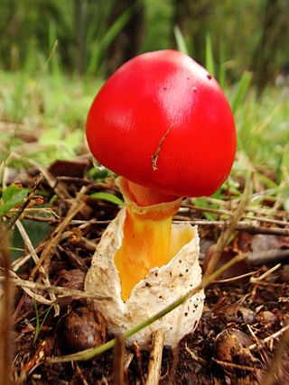 <i>Amanita caesareoides</i> Species of fungus