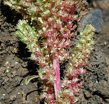 Amaranthus.hybridus1web.jpg