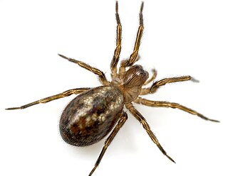 <i>Amaurobius similis</i> Species of spider