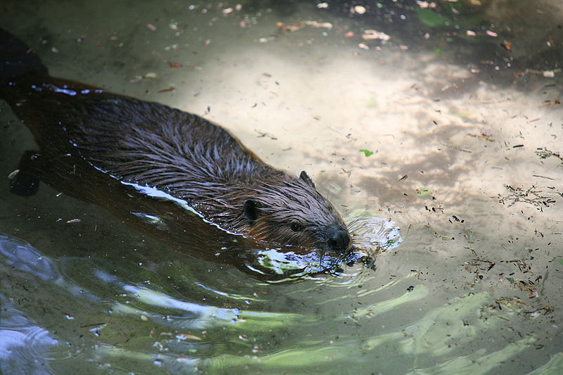 File:American Beaver (Castor Canadensis).jpg