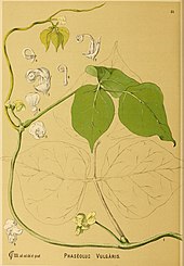 Planche botanique de 1887 détaillant les organes reproducteurs