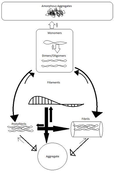 File:Amyloidogenic cascade.png