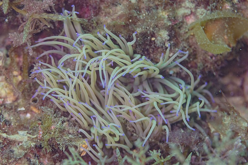 File:Anémona de mar común (Anemonia viridis), Parque natural de la Arrábida, Portugal, 2022-07-22, DD 13.jpg