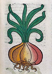 An onion, woodcut, 1547 Wellcome L0029214.jpg