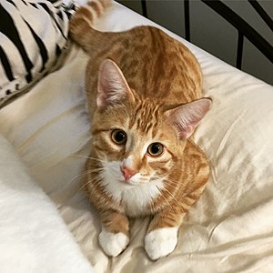 An up-close picture of a curious male domestic shorthair tabby cat.jpg