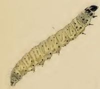 Larva Anacampsis temerella larva.JPG