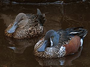 Australian shoveler (Spatula rhynchotis), here the subspecies New Zealand shoveler