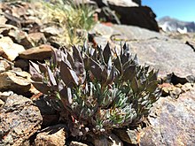 Anelsonia eurycarpa 95429765.jpg