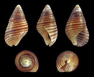 <i>Angiola lineata</i> Species of gastropod