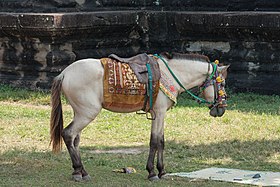 Камбоджийский пони, запряженный для туризма возле Ангкор-Вата