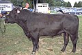 Category:Angus cattle