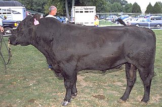 Angus cattle cattle breed