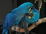 Social grooming in hyacinth macaws