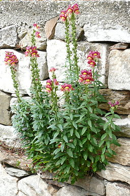 Antirrhinum majus from Thasos