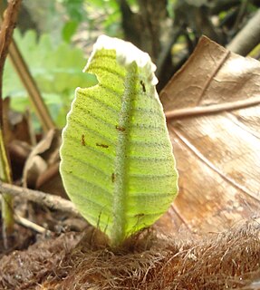 Tritrophic interactions in plant defense