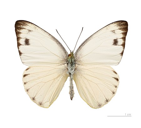 Appias (chi bướm)