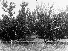 Aprikot kebun di Dudukan, ditanam September 1897(GN10385).jpg