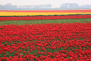 English: Farm in North Holland with flowers in bloom.