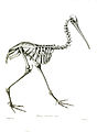 Apteryx australis TZSL.jpg