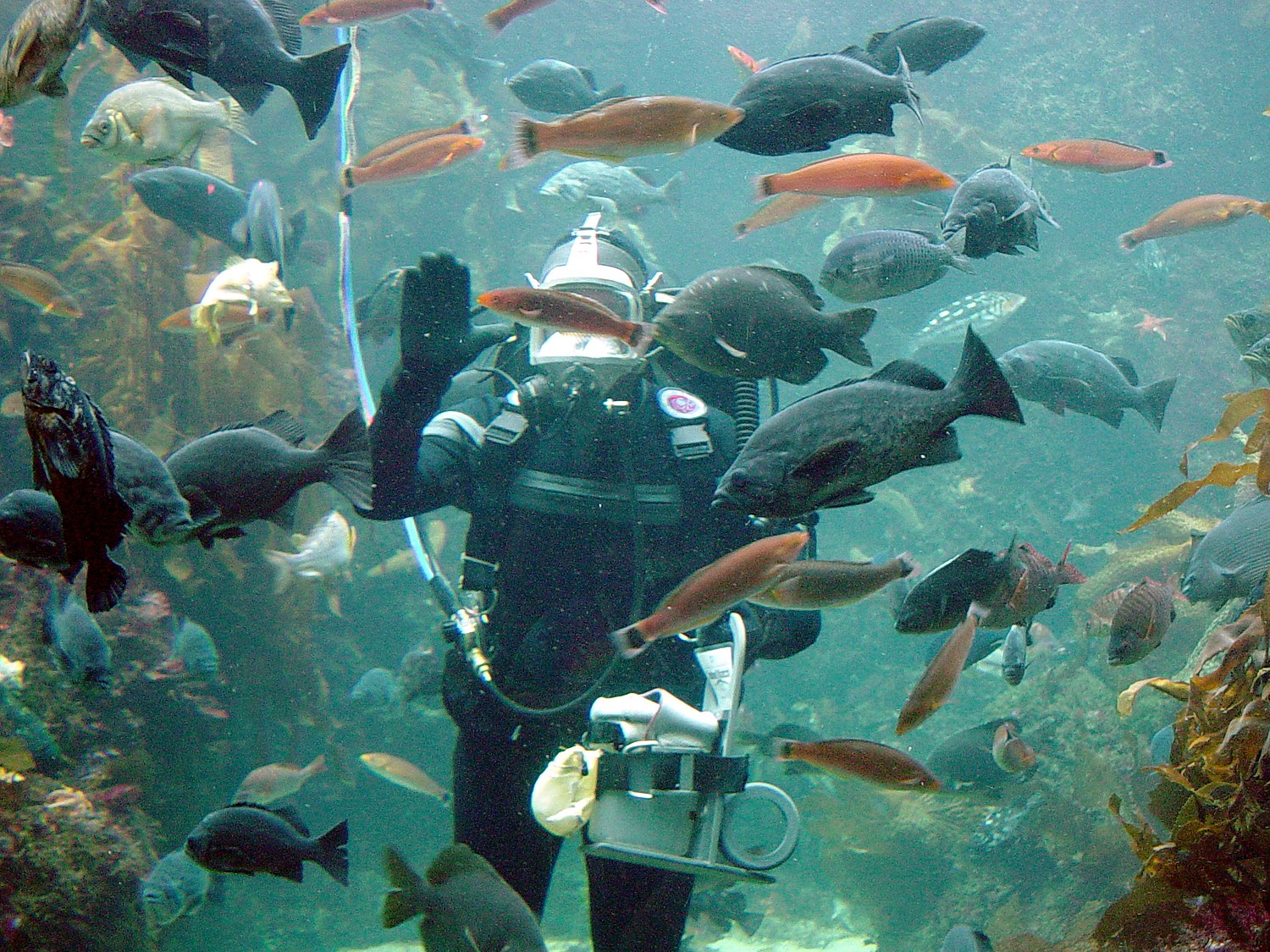 Why Kirby Morgan Helmets are the Industry Standard - Professional Diver  Training Center