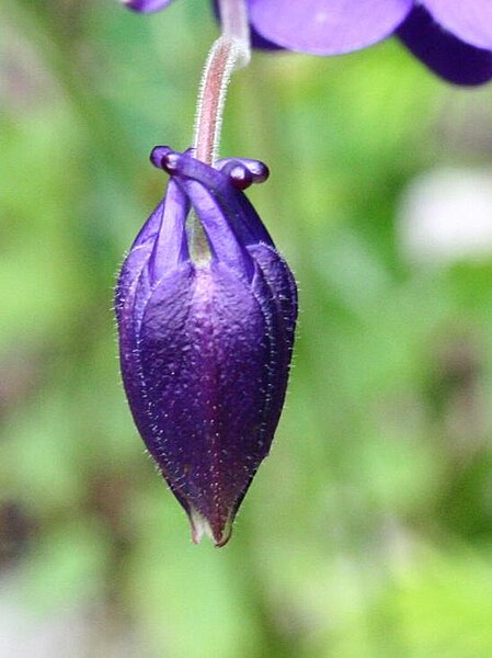 File:Aquilegia einseleana ENBLA06.JPG