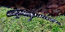Aquiloeurycea scandens, Tamaulipan Palsu Brook Salamander, Tamaulipas.jpg