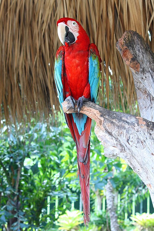 Image: Ara chloropterus  Manati Park  Dominican Republic 8a