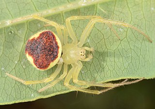<i>Araneus alboventris</i> Species of spider