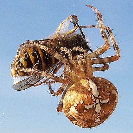 Araneus diadematus (Gartenkreuzspinne mit Wespe)