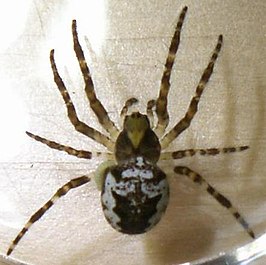 Araneus nordmanni