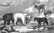 Arctic animals, illustration from Volume 1 of the Edinburgh Cabinet Library Arctic animals Polar regions.jpg